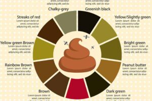 Bristol Stool Chart Color