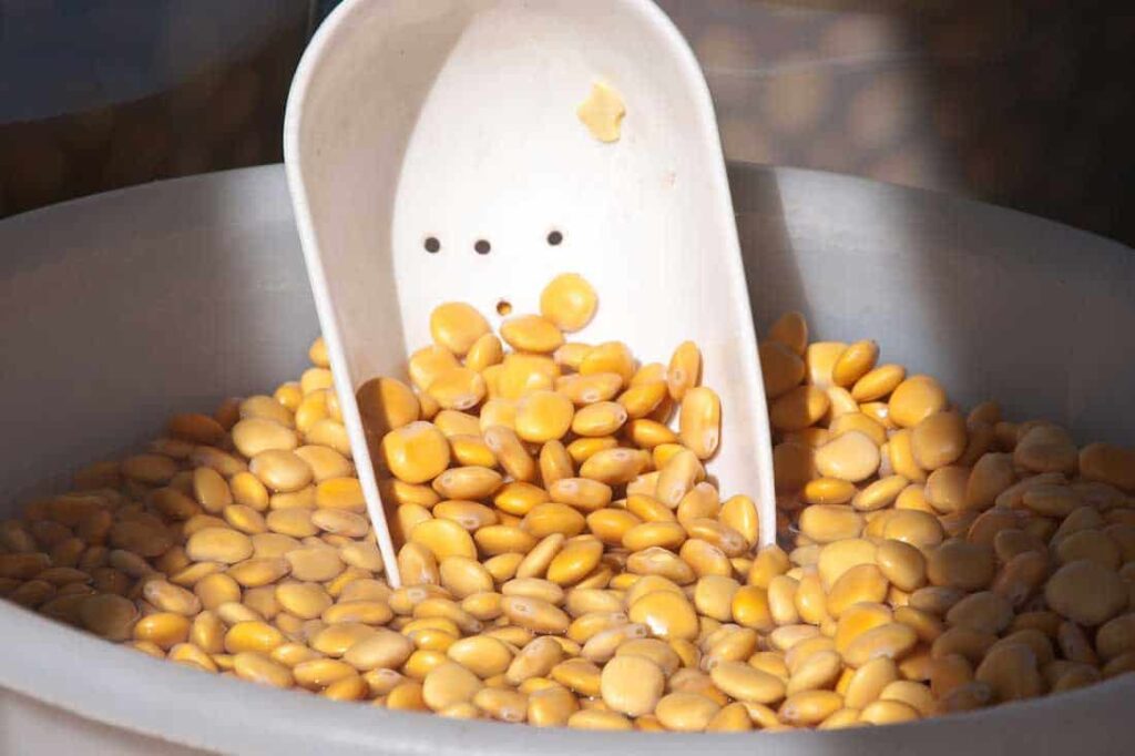 Lupini Beans Health Benefits Ezfit Singapore