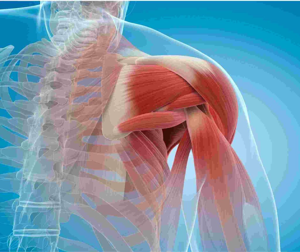 Rounded Shoulders: Exercises to Correct Your Posture | Ezfit Singapore