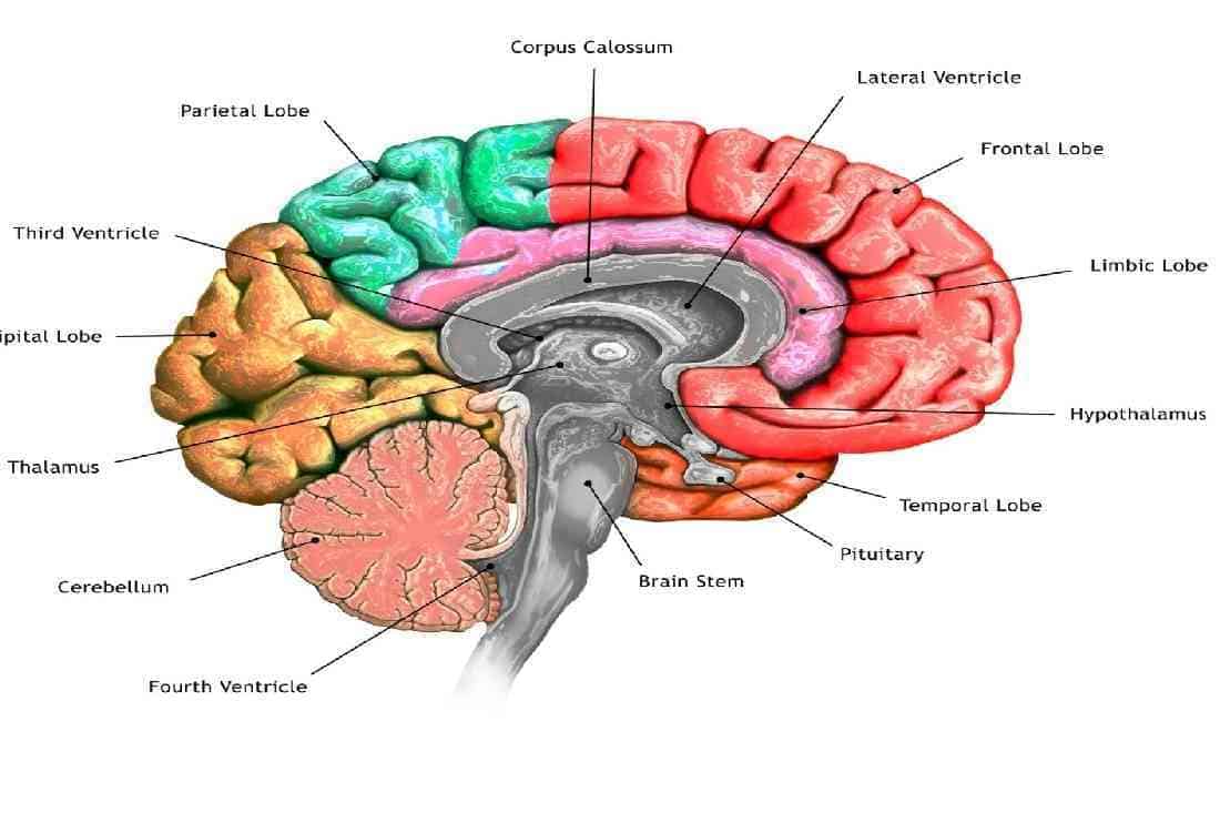 HYPED ON THE HYPOTHALAMUS