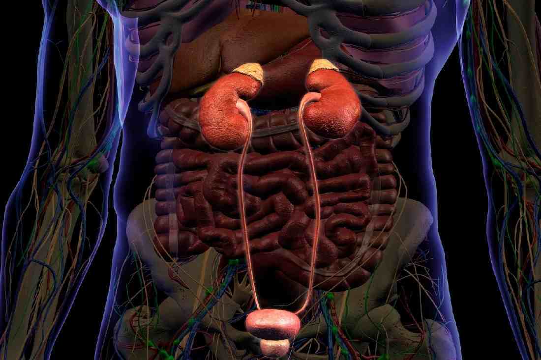 The Renal System