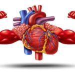 Heart Muscle Health