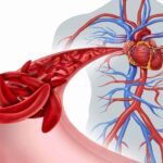 BLOOD CIRCULATION – WHY IT IS NECESSARY TO HAVE A GOOD CIRCULATION