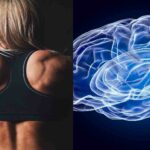 Neuro-musucular factors involved in fitness