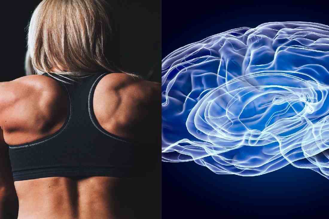 Neuro-musucular factors involved in fitness