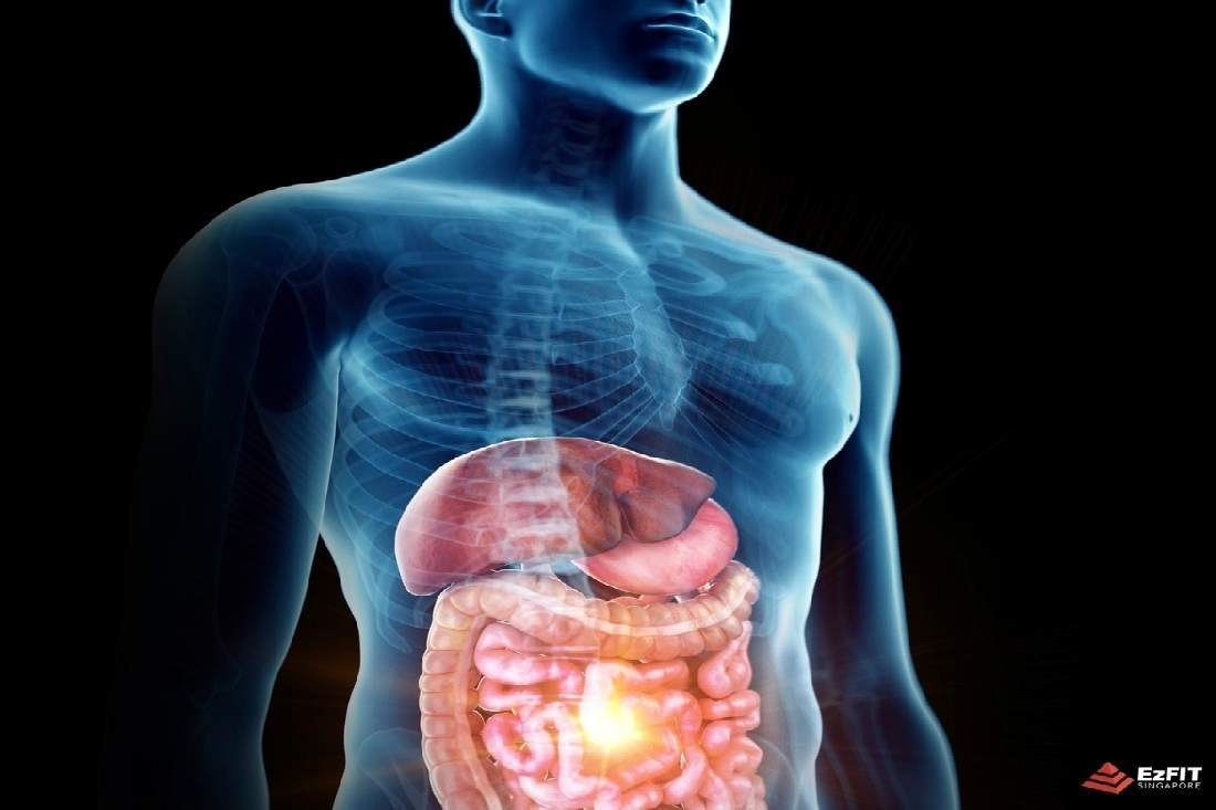 The Ultimate Guide to Gut Health