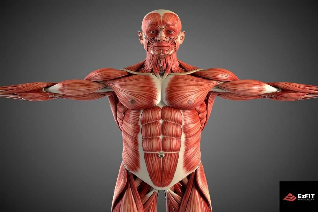 10 Tips for Building Lean Muscle Mass